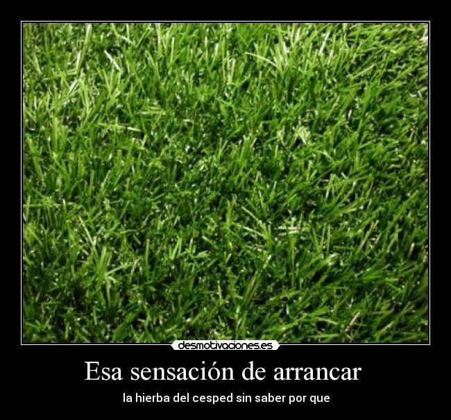 Esa sensación de arrancar  - la hierba del cesped sin saber por que