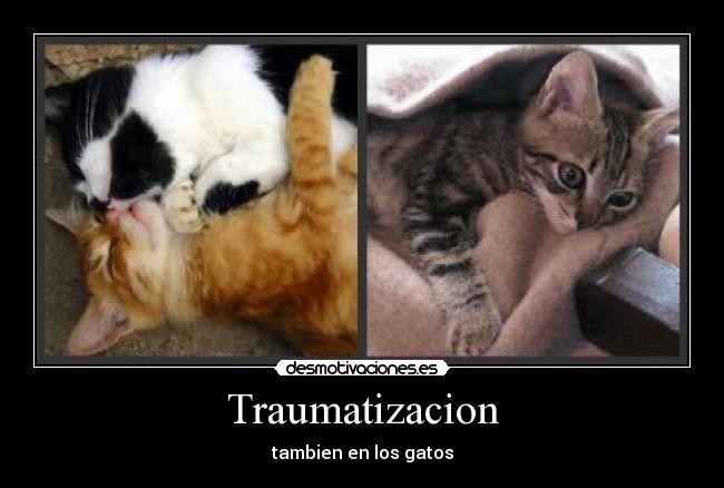 Traumatizacion - tambien en los gatos
