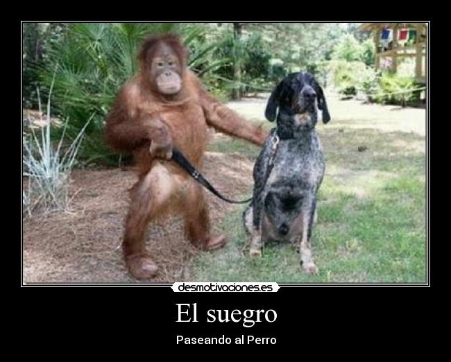 El suegro - Paseando al Perro