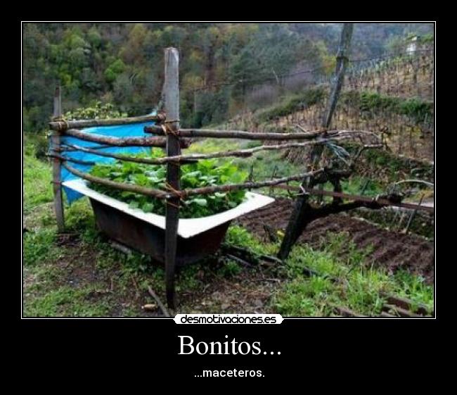 Bonitos... - 