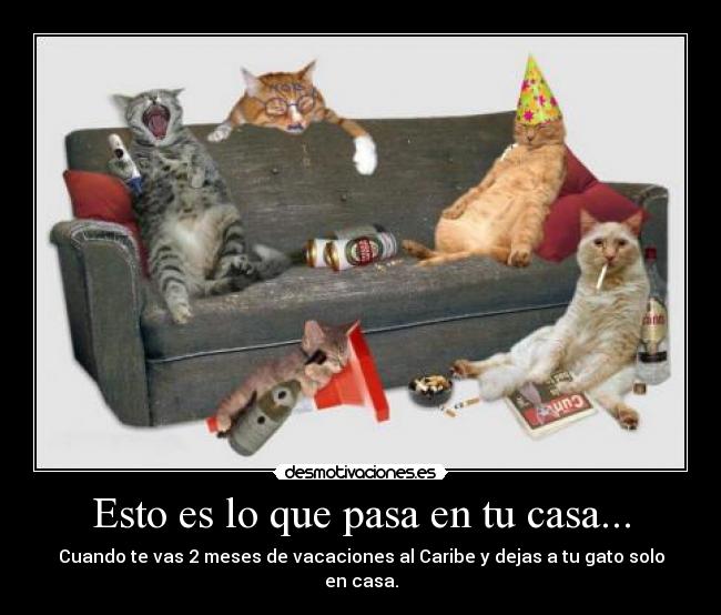 Esto es lo que pasa en tu casa... - Cuando te vas 2 meses de vacaciones al Caribe y dejas a tu gato solo en casa.