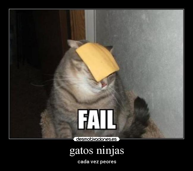 gatos ninjas -