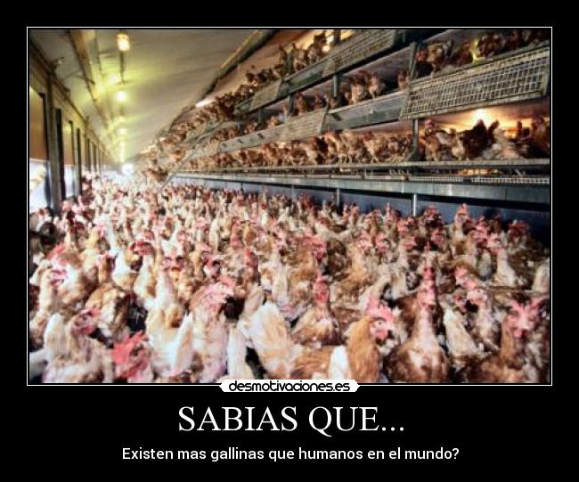 SABIAS QUE... - Existen mas gallinas que humanos en el mundo?