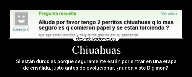 Chiuahuas - 