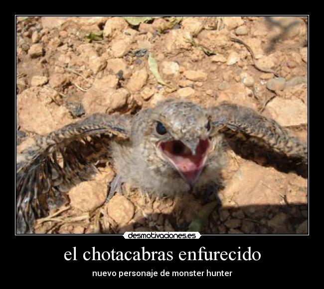 el chotacabras enfurecido -