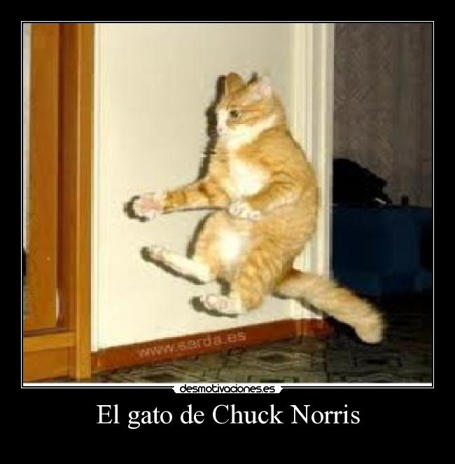 El gato de Chuck Norris -