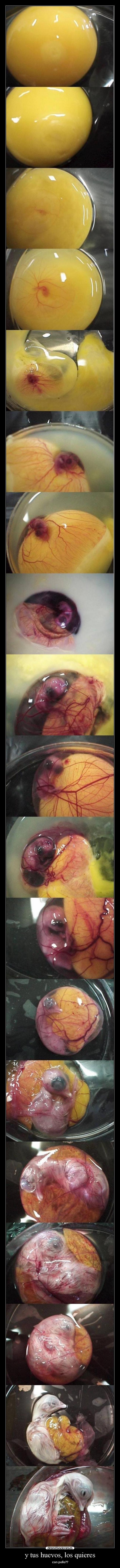 y tus huevos, los quieres - 
