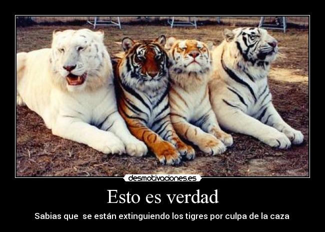 Esto es verdad - Sabias que se están extinguiendo los tigres por culpa de la caza