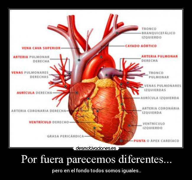 Por fuera parecemos diferentes... - pero en el fondo todos somos iguales..