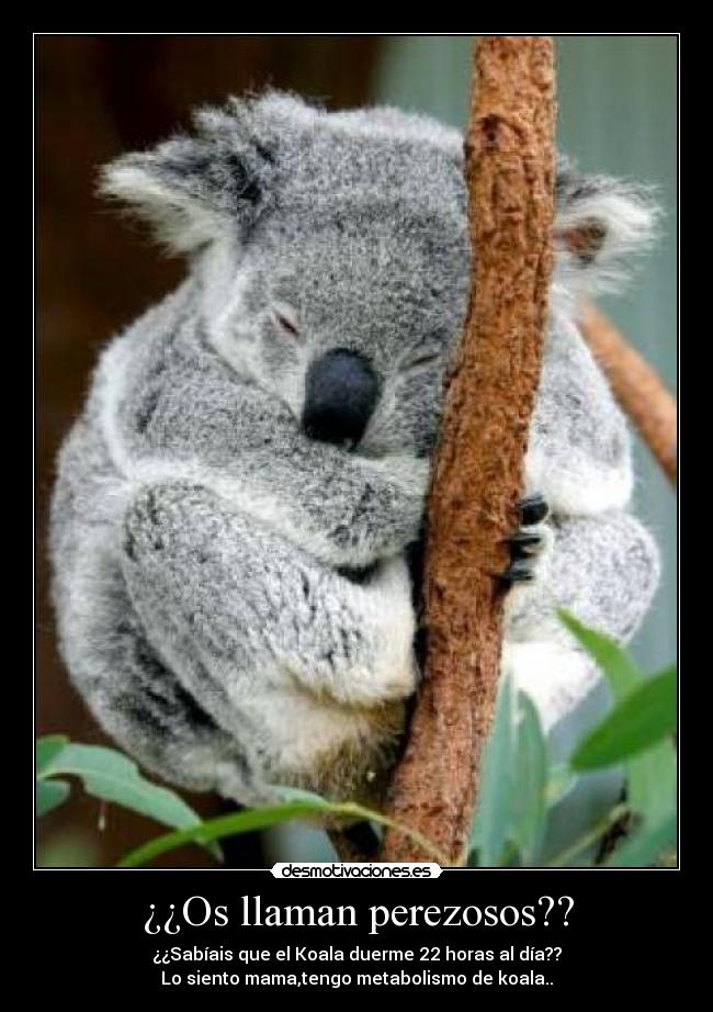 ¿¿Os llaman perezosos?? -