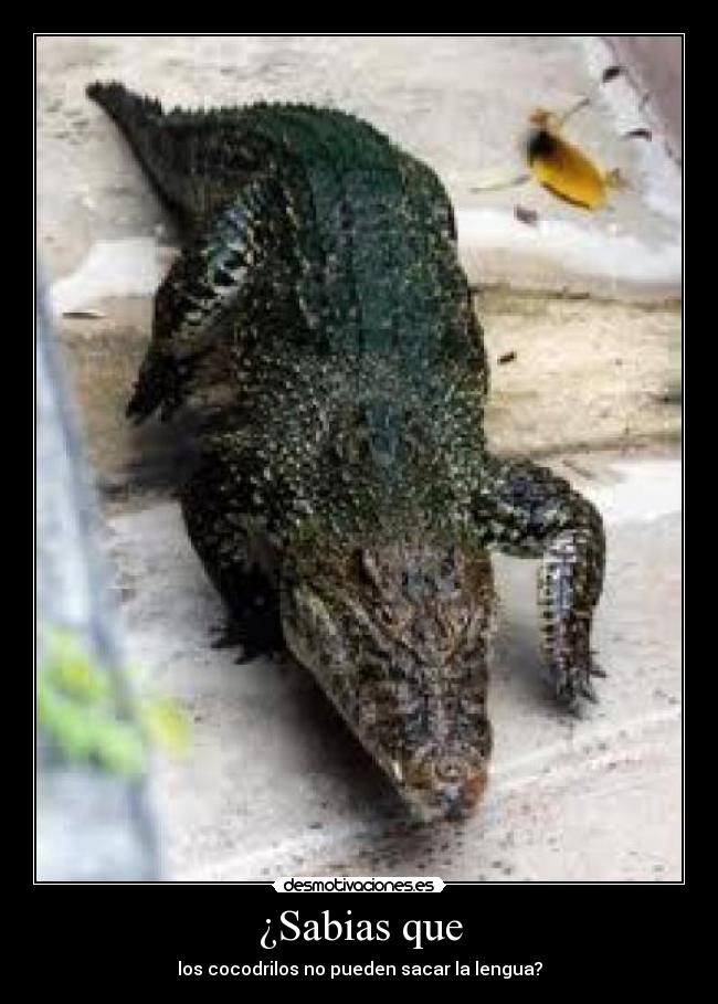 carteles cocodrilos desmotivaciones