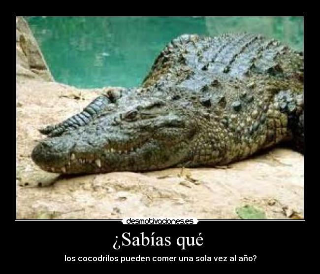 carteles sabias que cocodrilos desmotivaciones