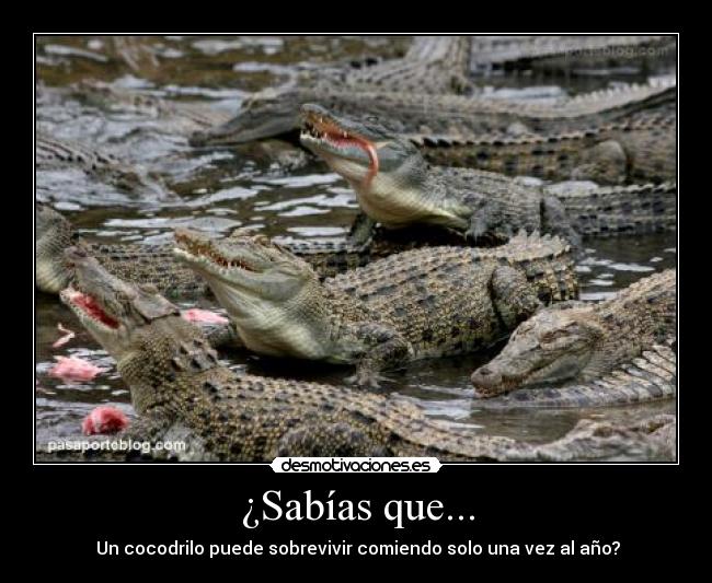 carteles cocodrilos desmotivaciones