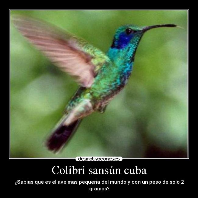 Colibrí sansún cuba - ¿Sabias que es el ave mas pequeña del mundo y con un peso de solo 2 gramos?