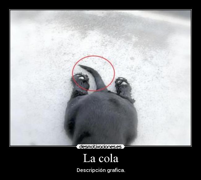 La cola - Descripción grafica.