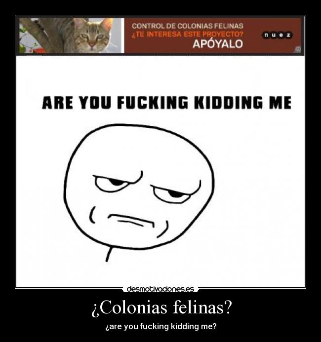 ¿Colonias felinas? - 