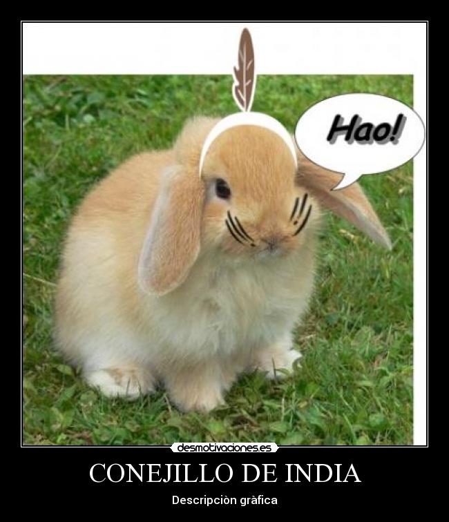 CONEJILLO DE INDIA - Descripciòn gràfica