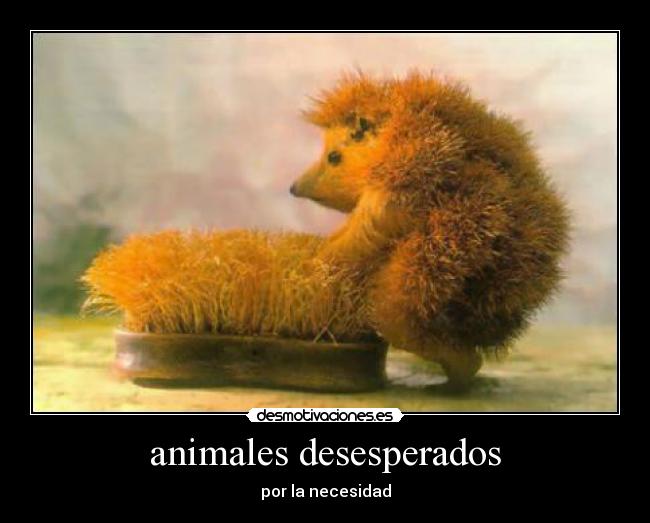 animales desesperados - 