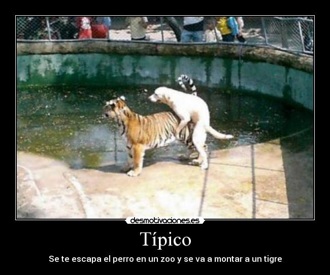 Típico -
