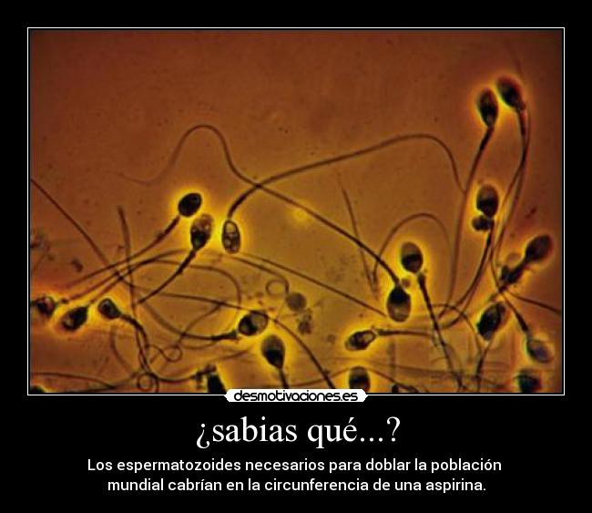 ¿sabias qué...? - Los espermatozoides necesarios para doblar la población 
mundial cabrían en la circunferencia de una aspirina.