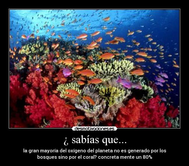 ¿ sabías que... - la gran mayoría del oxígeno del planeta no es generado por los
bosques sino por el coral? concreta mente un 80%