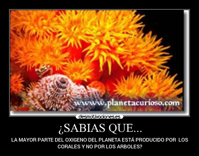 ¿SABIAS QUE... - LA MAYOR PARTE DEL OXIGENO DEL PLANETA ESTÁ PRODUCIDO POR  LOS
CORALES Y NO POR LOS ARBOLES?