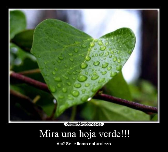 Mira una hoja verde!!! - Asi? Se le llama naturaleza.