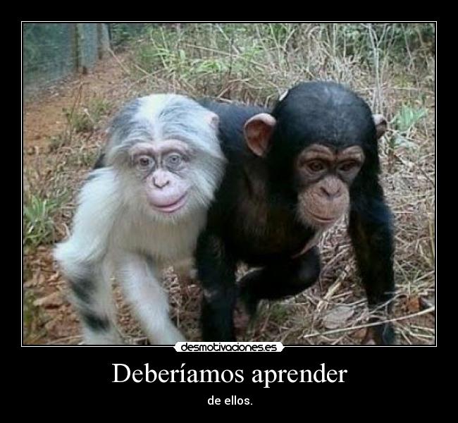 Deberíamos aprender - 