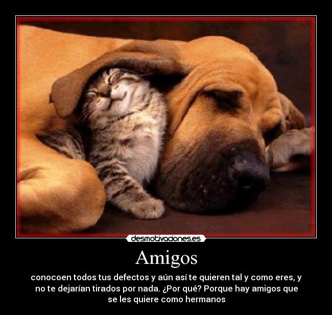 Amigos - conocoen todos tus defectos y aún así te quieren tal y como eres, y
no te dejarían tirados por nada. ¿Por qué? Porque hay amigos que
se les quiere como hermanos