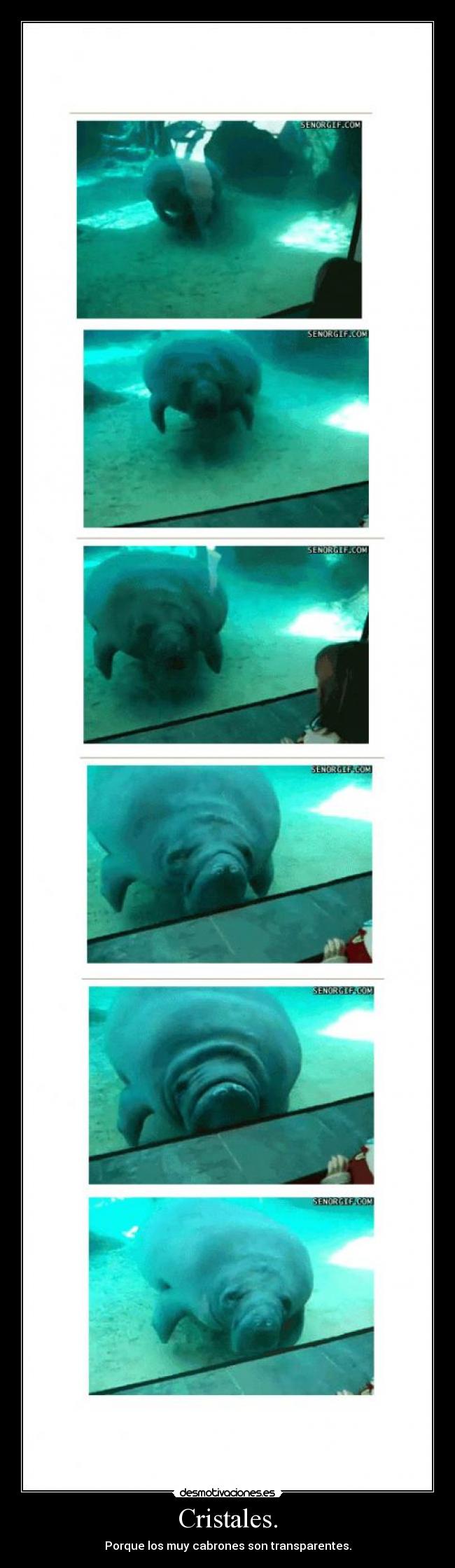 Cristales. - Porque los muy cabrones son transparentes.