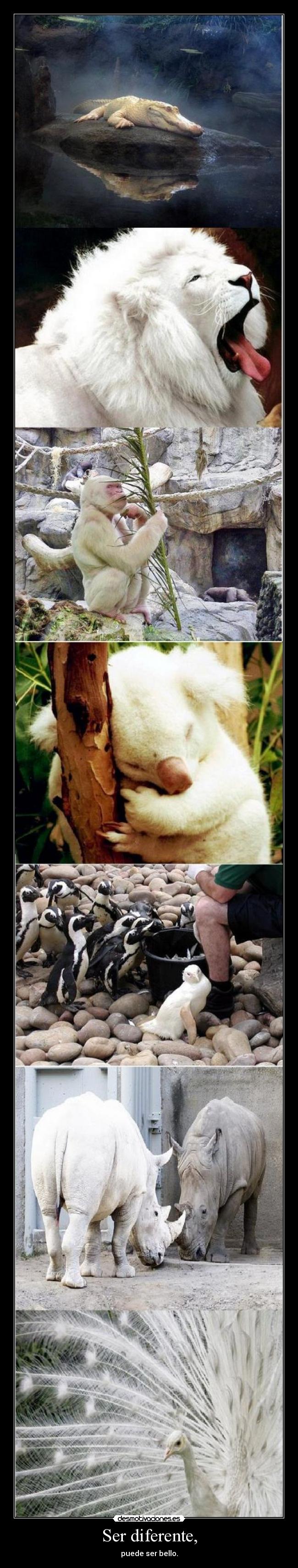 carteles albinos desmotivaciones