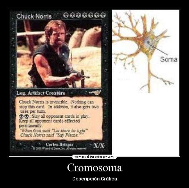 Cromosoma - Descripción Gráfica