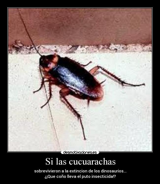 Si las cucuarachas - sobrevivieron a la extincion de los dinosaurios...
¿¡Que coño lleva el puto insecticida!?