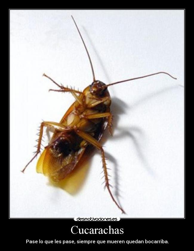 Cucarachas - Pase lo que les pase, siempre que mueren quedan bocarriba.
