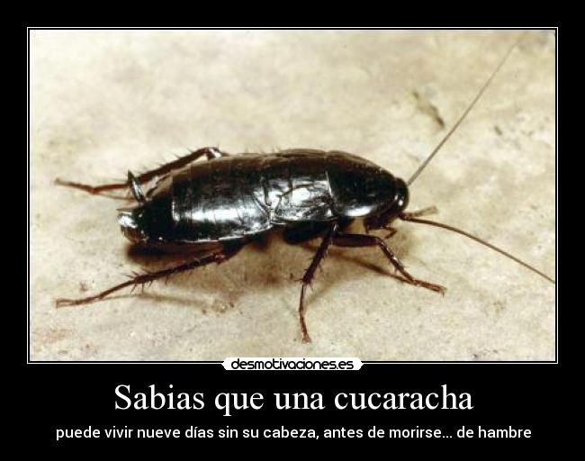 Sabias que una cucaracha - puede vivir nueve días sin su cabeza, antes de morirse... de hambre