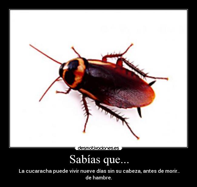 Sabías que... - La cucaracha puede vivir nueve días sin su cabeza, antes de morir.. de hambre.