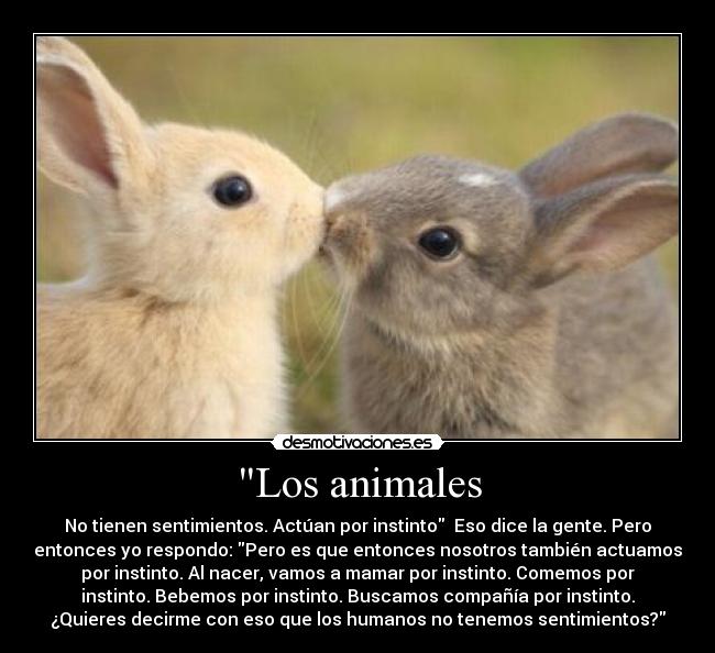 Los animales - No tienen sentimientos. Actúan por instinto  Eso dice la gente. Pero
entonces yo respondo: Pero es que entonces nosotros también actuamos
por instinto. Al nacer, vamos a mamar por instinto. Comemos por
instinto. Bebemos por instinto. Buscamos compañía por instinto.
¿Quieres decirme con eso que los humanos no tenemos sentimientos?