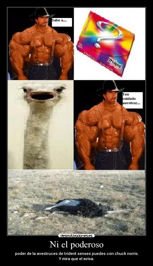 carteles poderoso poder avestruces trident senses desmotivaciones