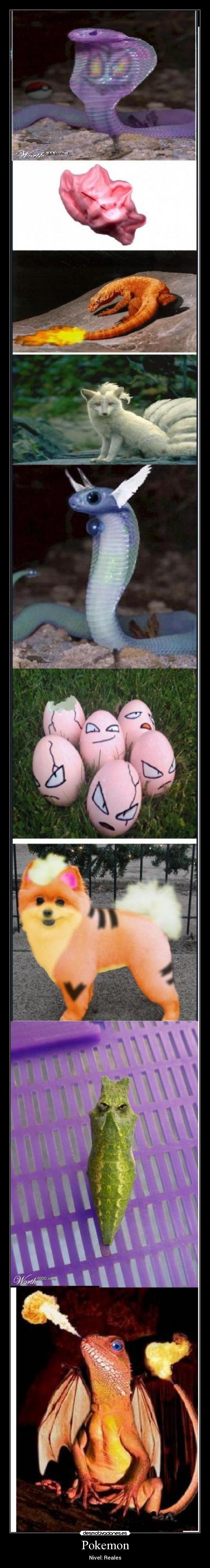 Pokemon - Nivel: Reales