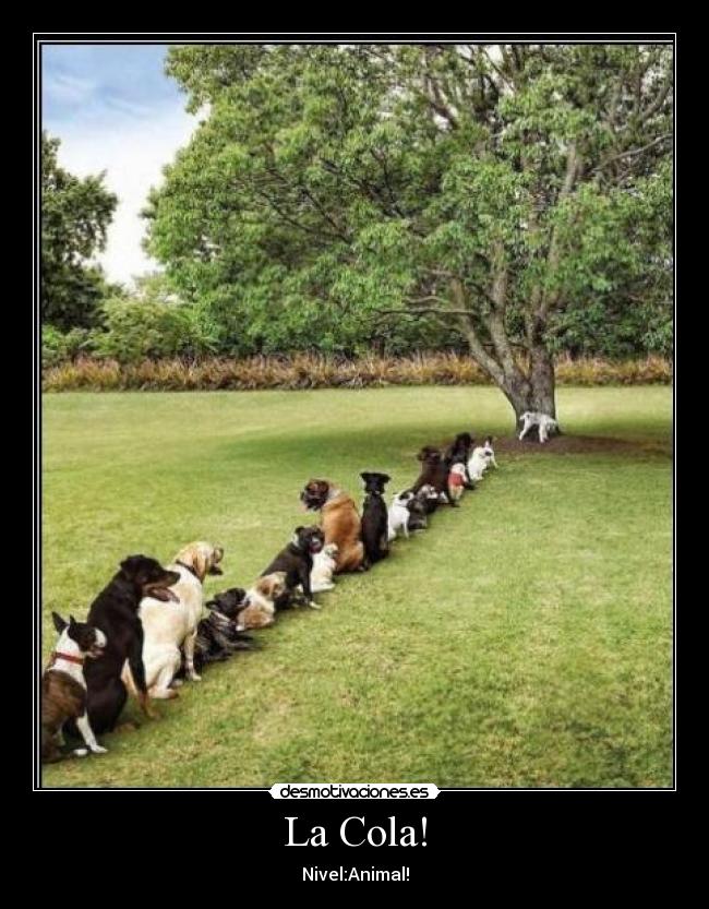 La Cola! - Nivel:Animal!