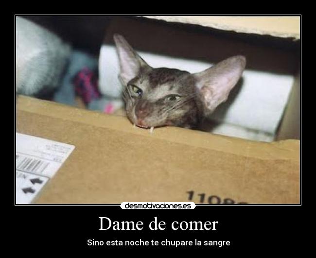 Dame de comer - 