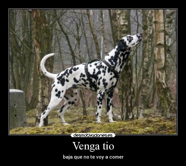 Venga tio - baja que no te voy a comer