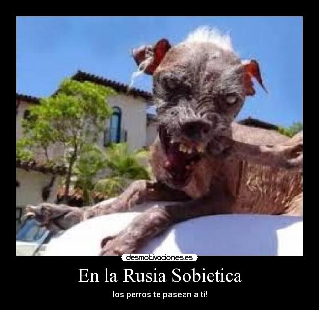 En la Rusia Sobietica - los perros te pasean a ti!