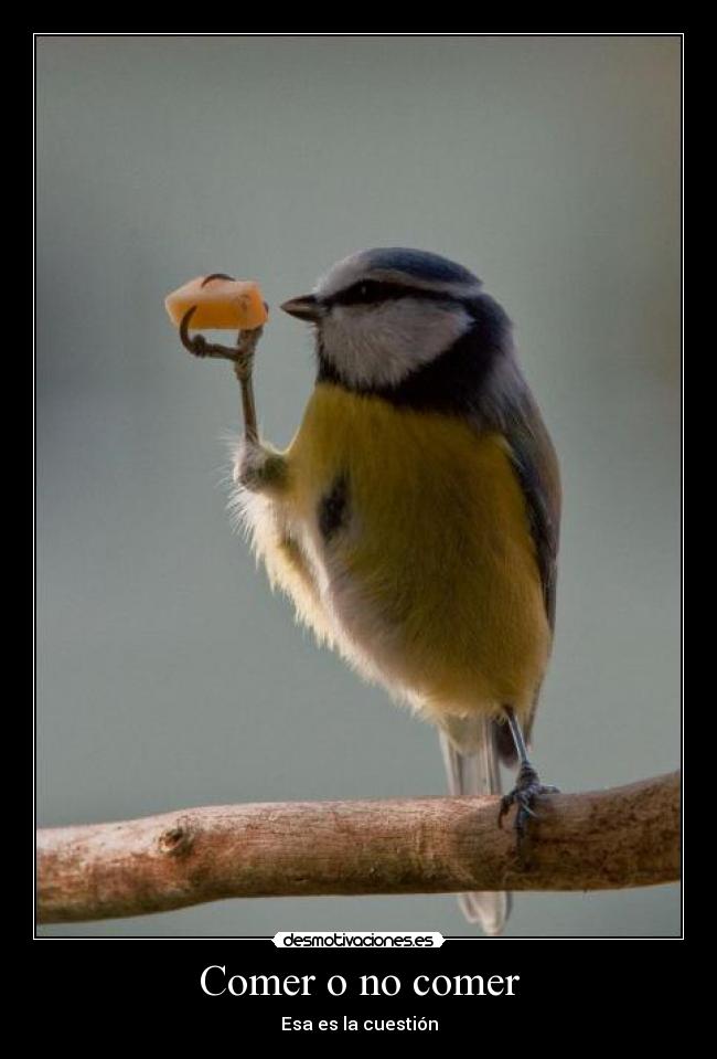 Comer o no comer -