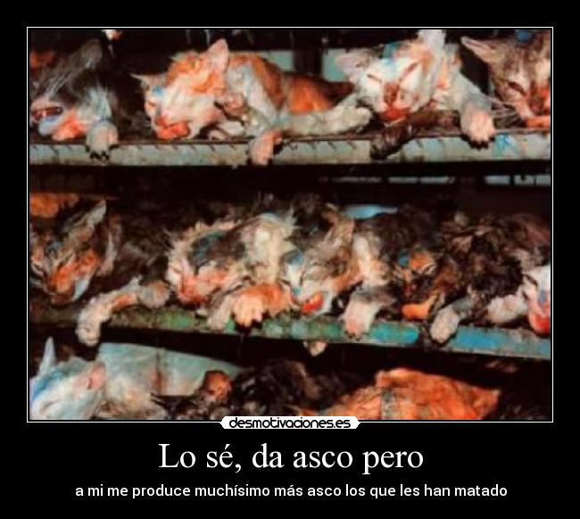Lo sé, da asco pero - 