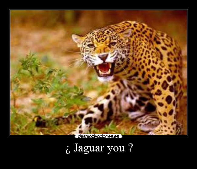 ¿ Jaguar you ? - 