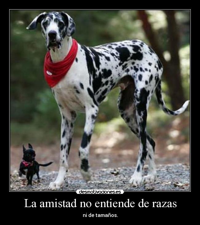 La amistad no entiende de razas - ni de tamaños.
