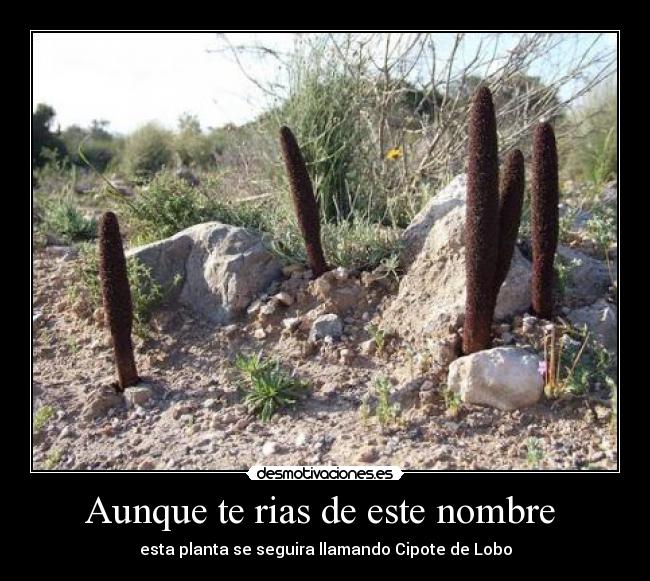 Aunque te rias de este nombre -