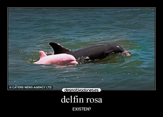 delfin rosa - 