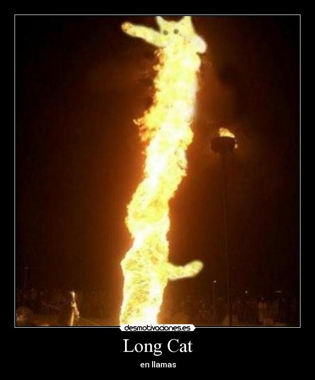 Long Cat - 